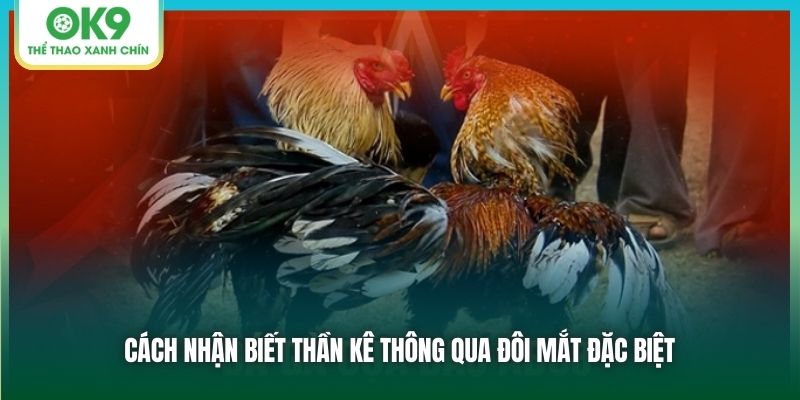 Cách nhận biết thần kê thông qua đôi mắt đặc biệt
